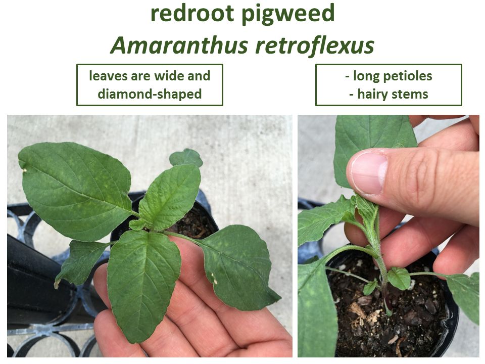 "redroot pigweed"